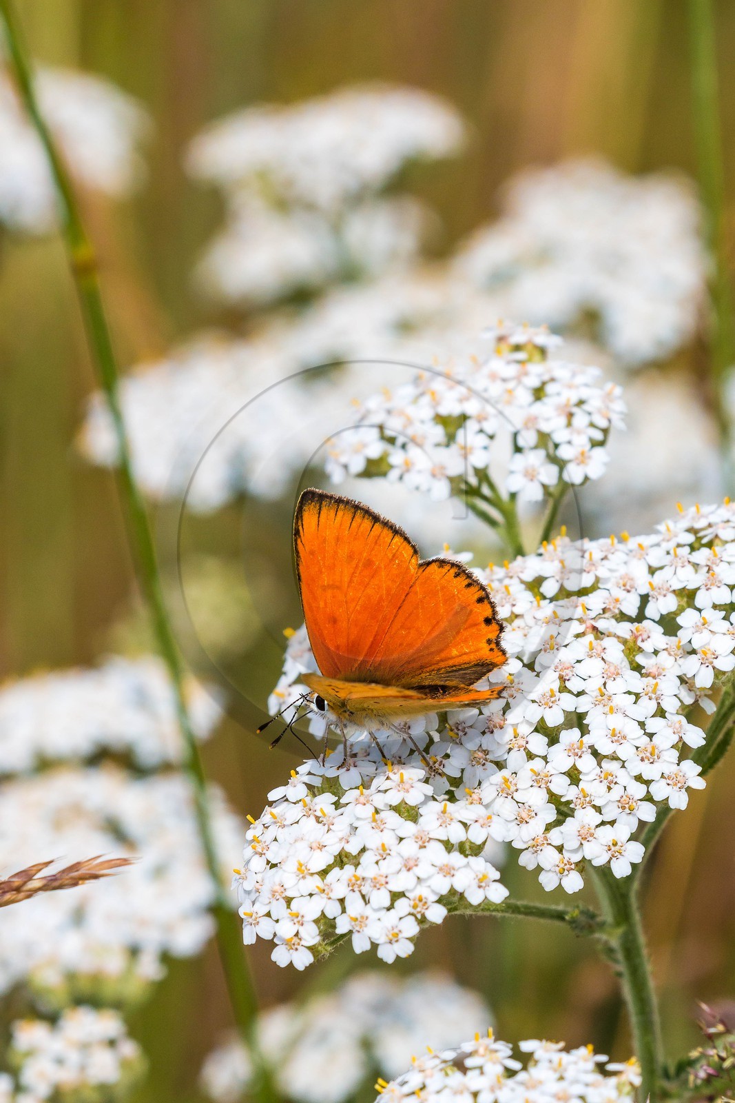 Cuivré de la Verge-d'Or