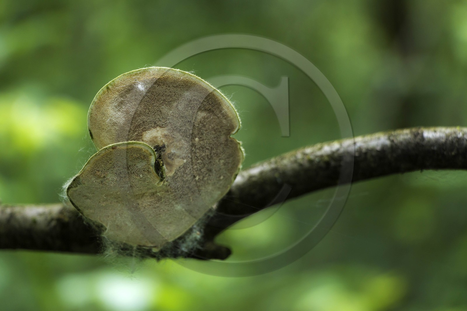 ENS de l'Isère, bois de la Bâtie