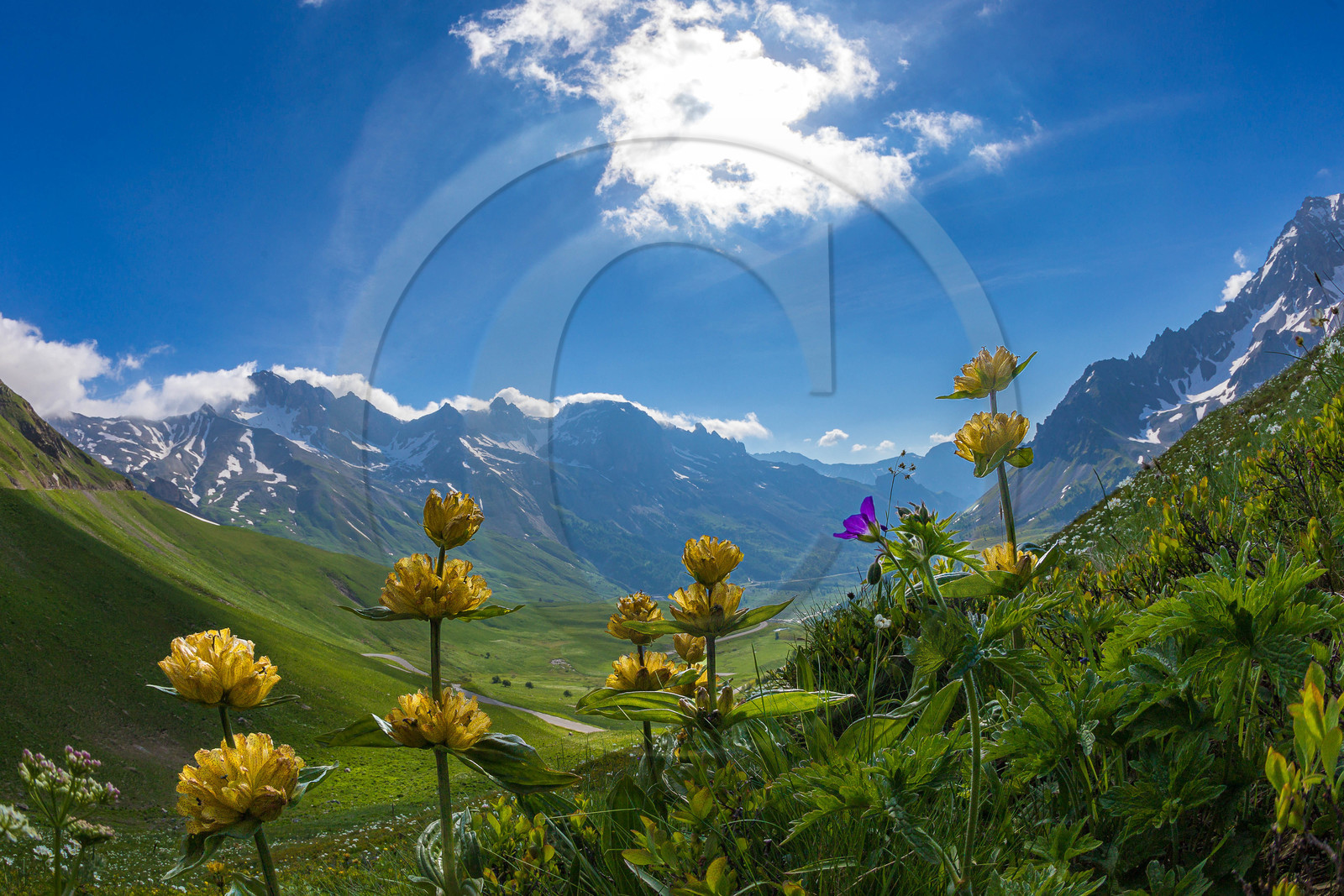 Gentiane ponctuée, Pic du Galibier