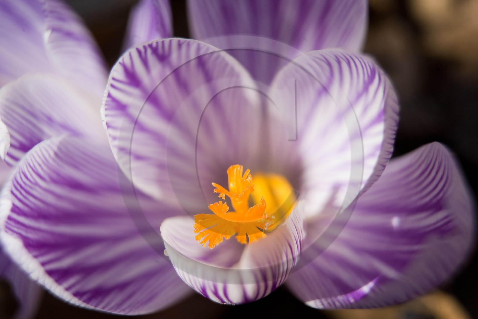 Crocus printanier,  Crocus vernus