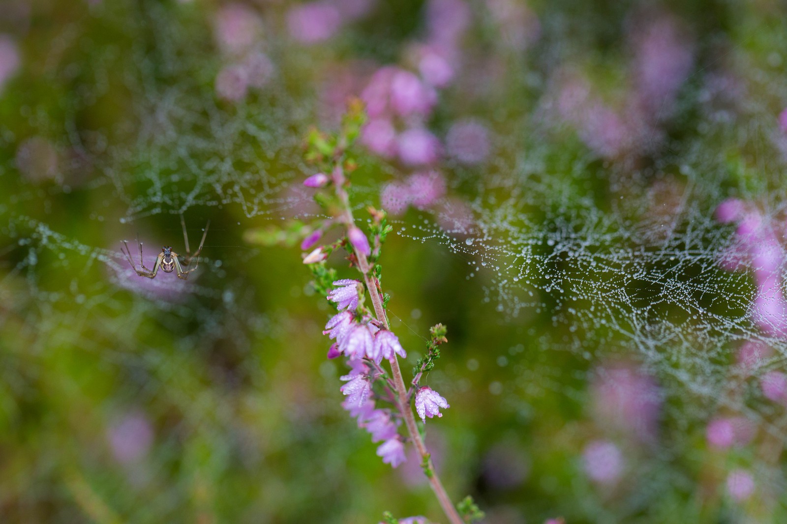 ENS de l'Isère, Tourbière des Planchettes