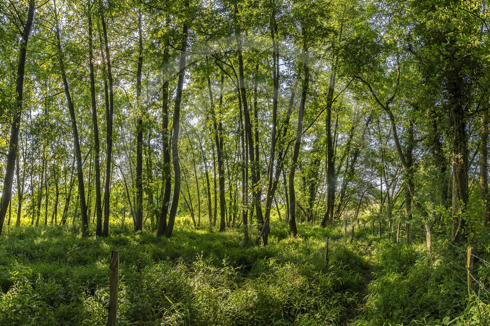 ENS de l'Isère, Zone humide de la Merlière