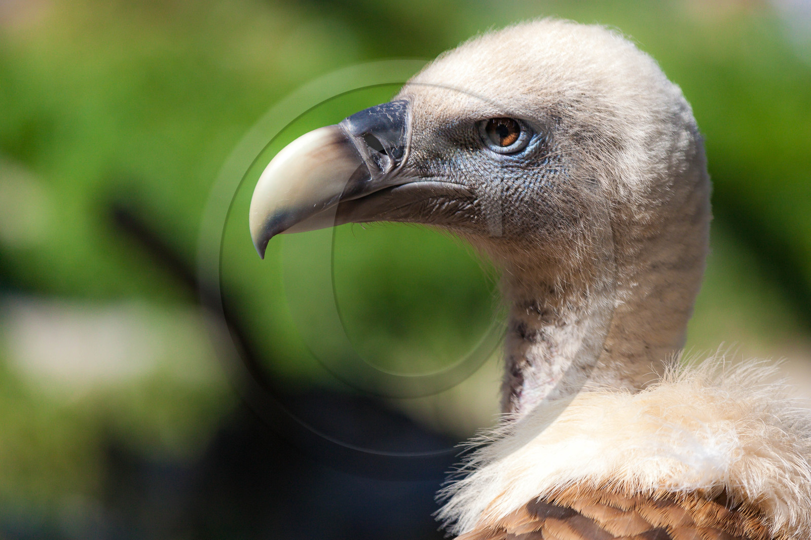 Parc animalier de Serre-Ponçon, vautour fauve, Gyps fulvus