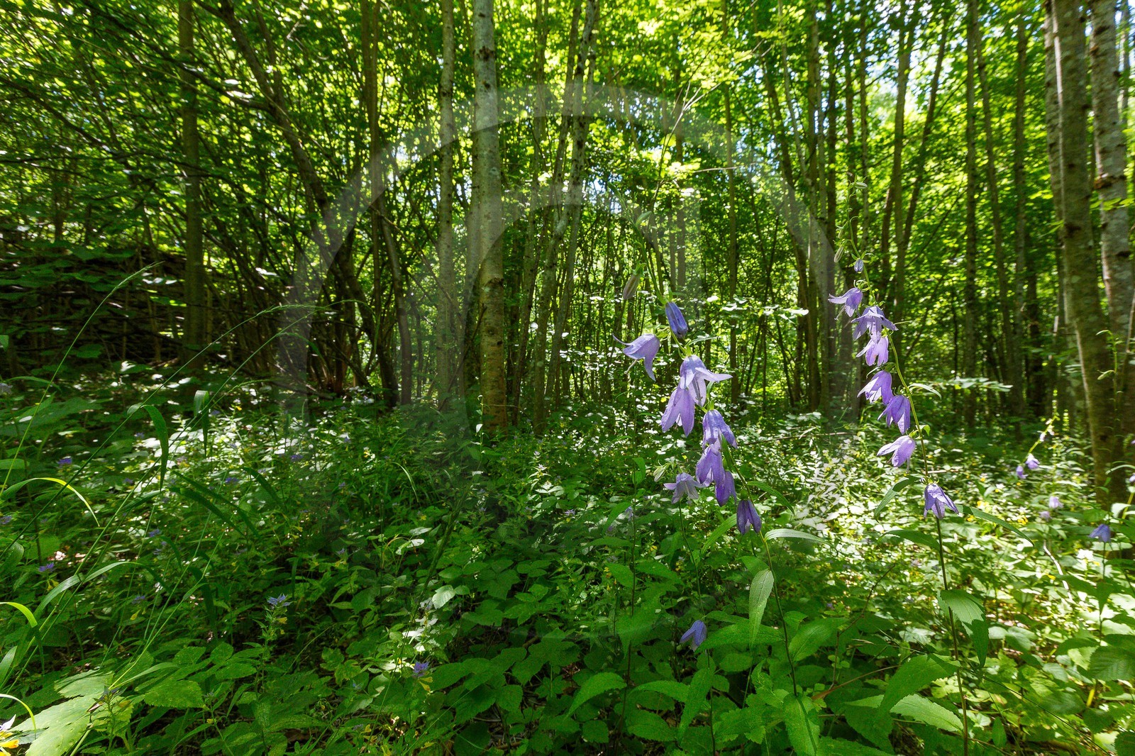 ENS de l'Isère, Vieille morte de Bourg d'Oisans
