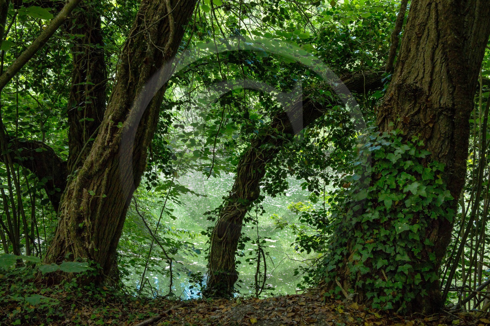 ENS de l'Isère, bois de la Bâtie