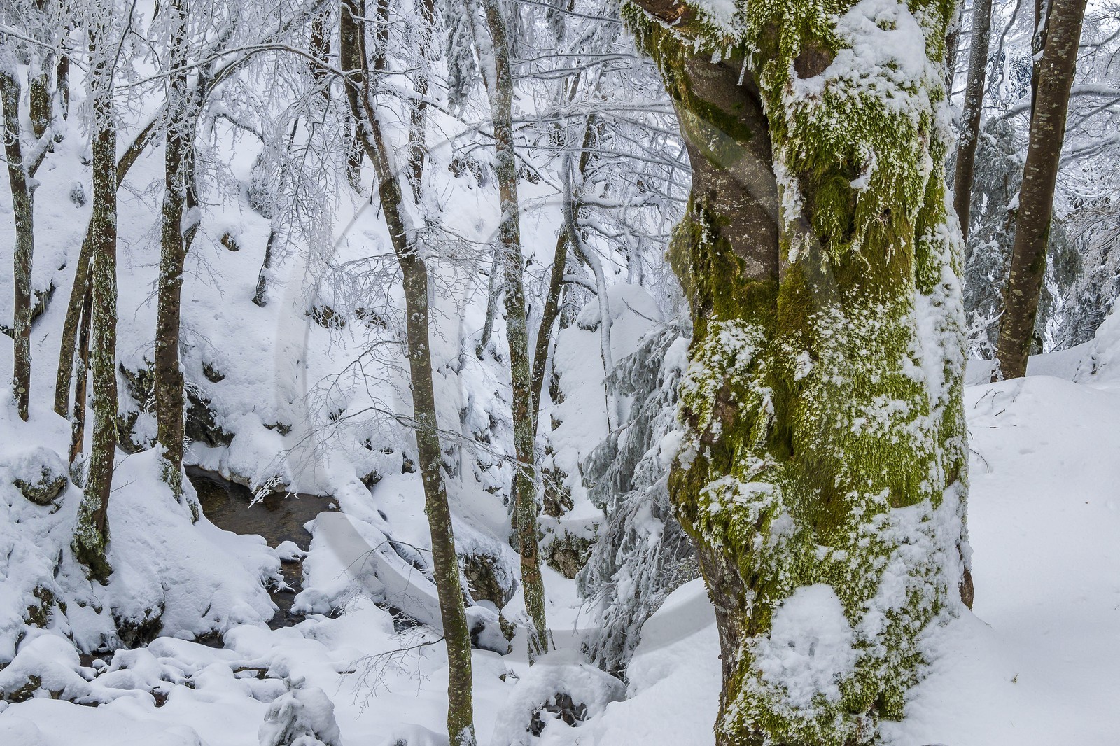 ENS de l'Isère, Les Ecouges