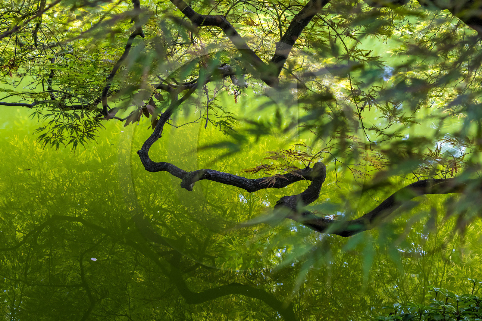 Bellagio, Villa Melzi