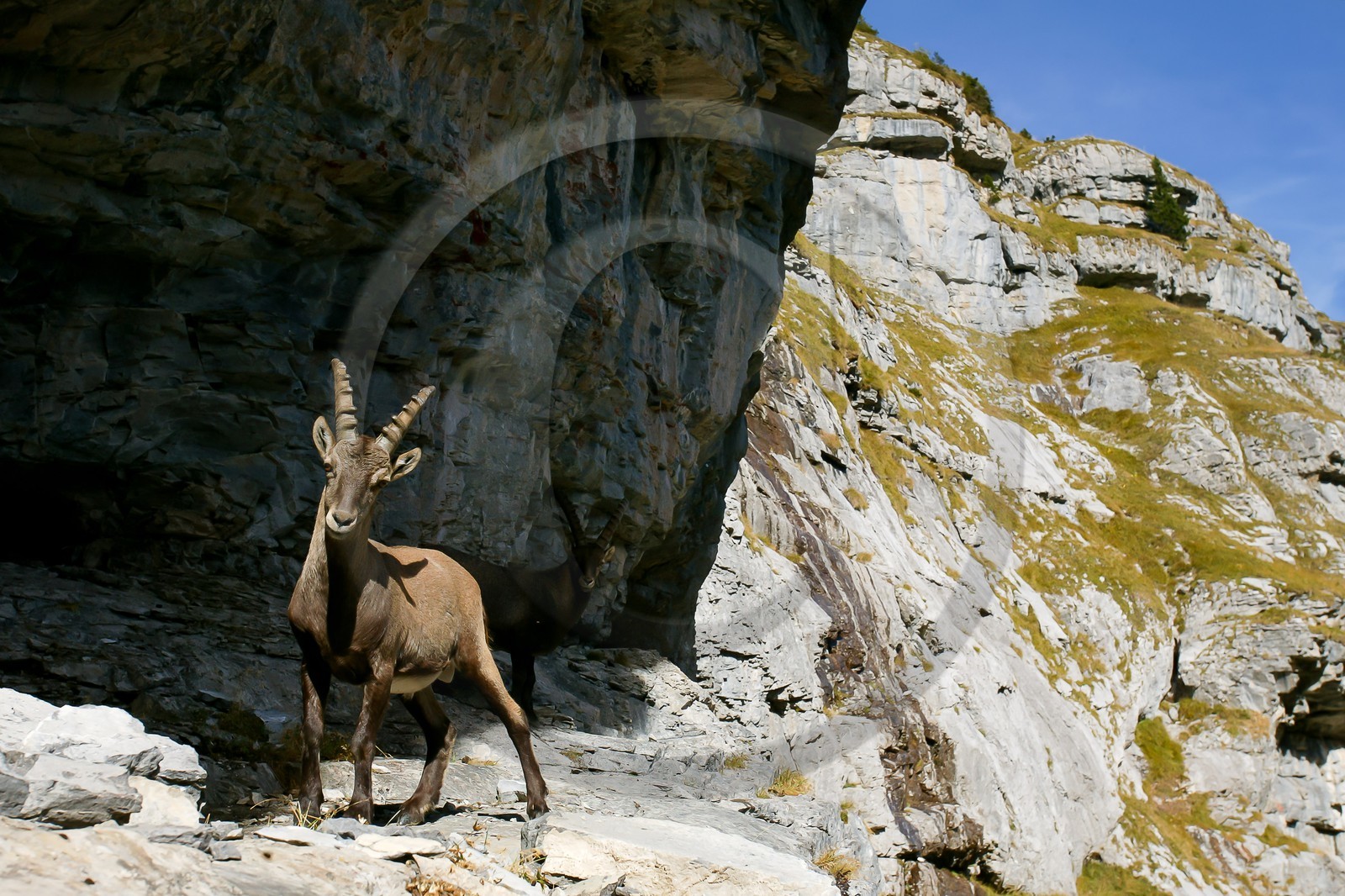 Bouquetin, ou bouquetin des Alpes (Capra ibex)