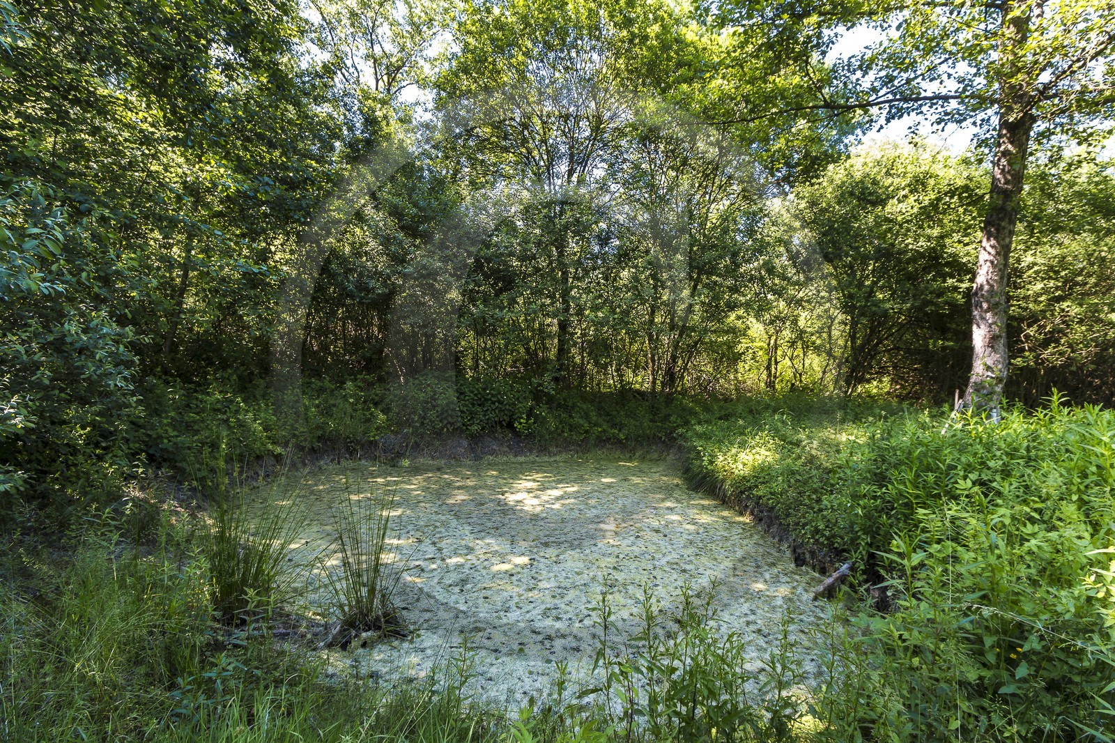 ENS de l'Isère, Marais de Montfort