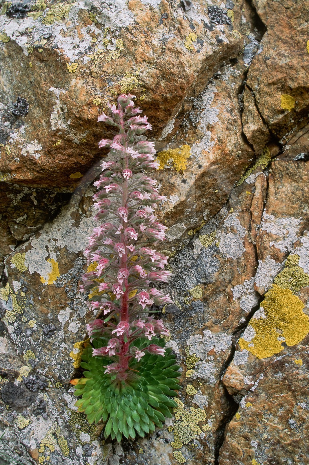 Saxifrage à nombreuses fleurs, Saxifraga florulenta