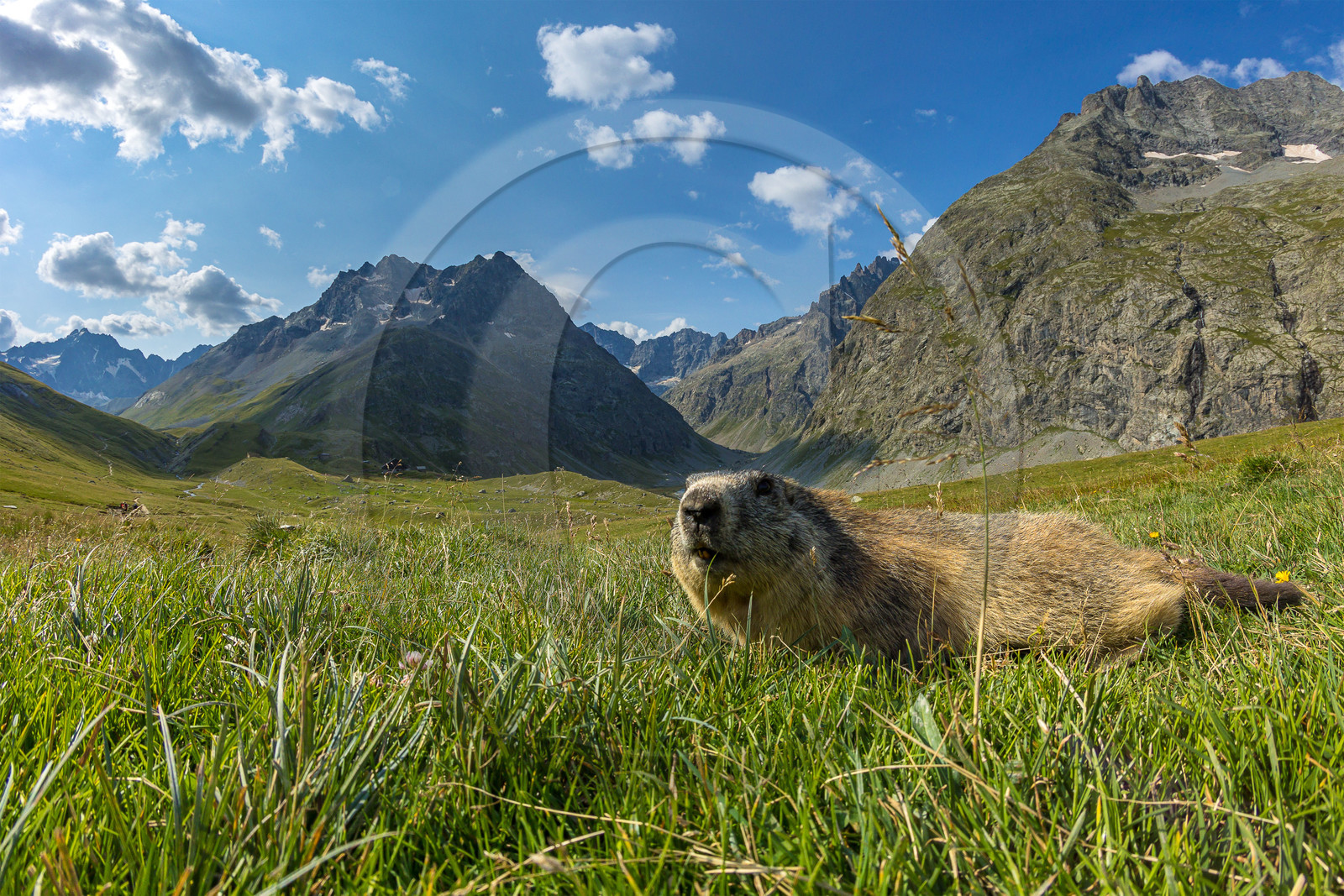 Valfourche, marmotte