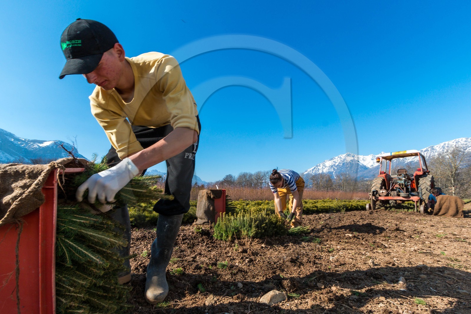 Pépinière Robin, producteur de sapin de Noël