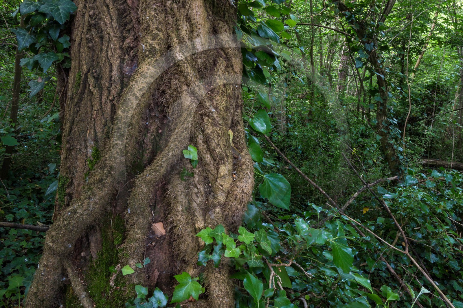 ENS de l'Isère, bois de la Bâtie