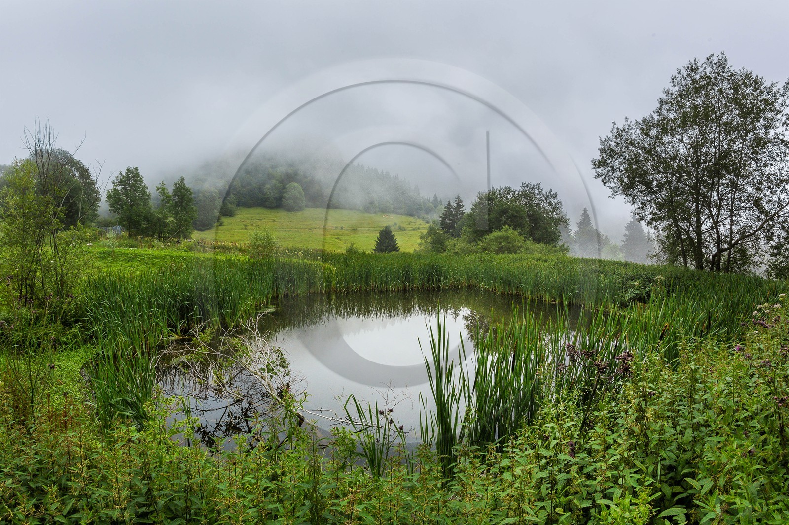 ENS de l'Isère, Les Ecouges, marais du Rivet