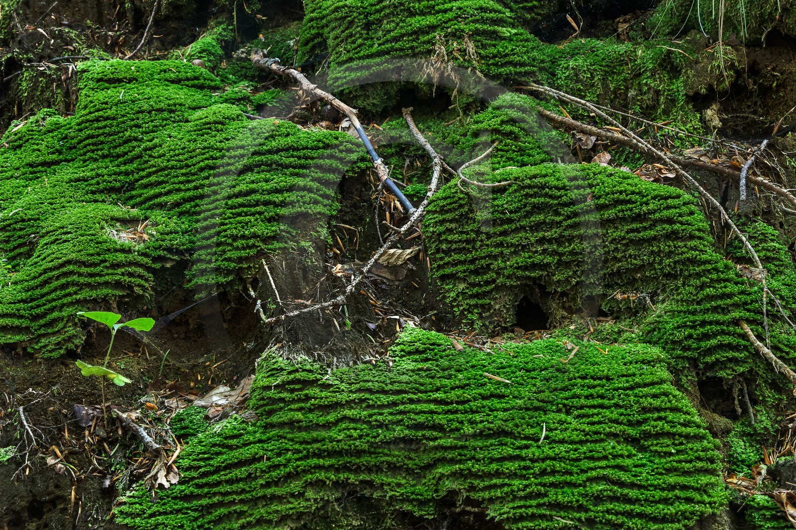 ENS de l'Isère, Les Ecouges