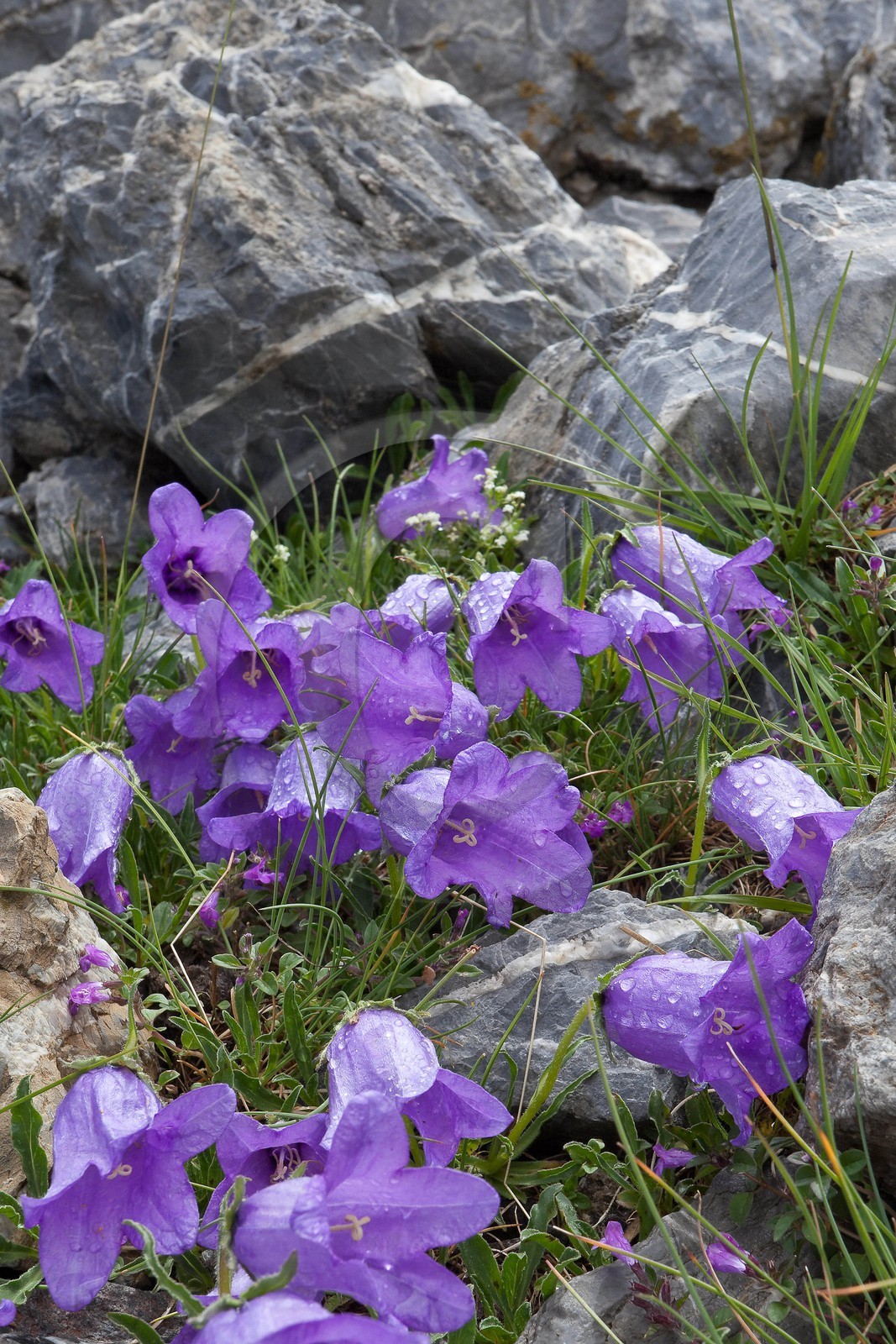 Campanule alpestre, Campanula alpestris