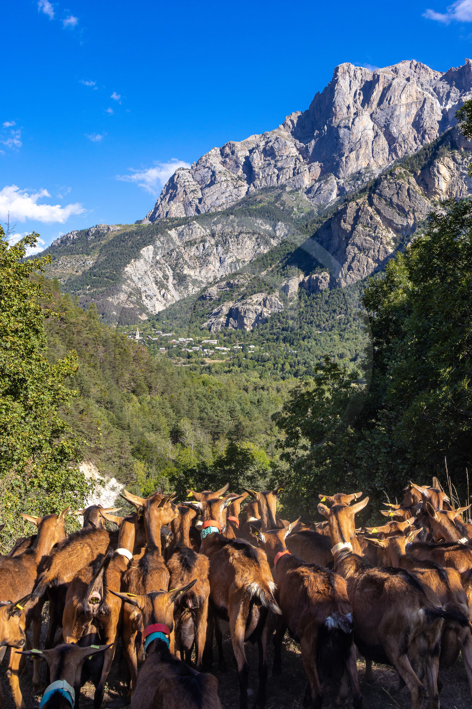 Gaec La Ferme des Ecrins