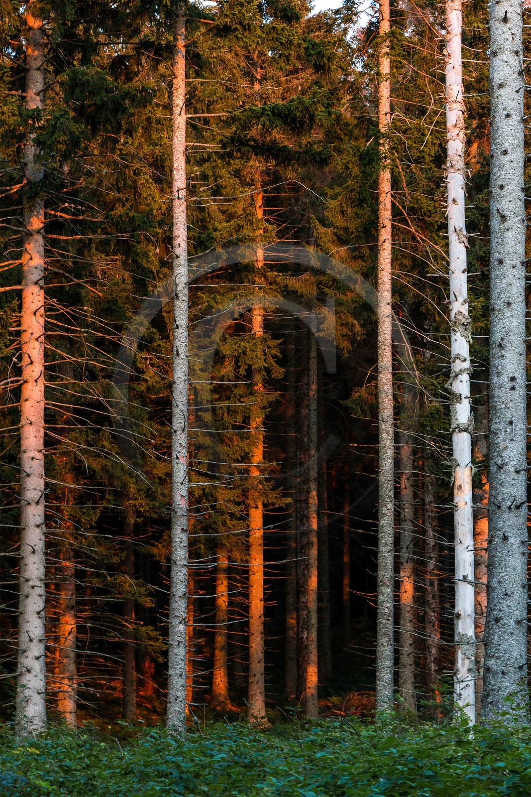 ENS de l'Isère, Les Ecouges