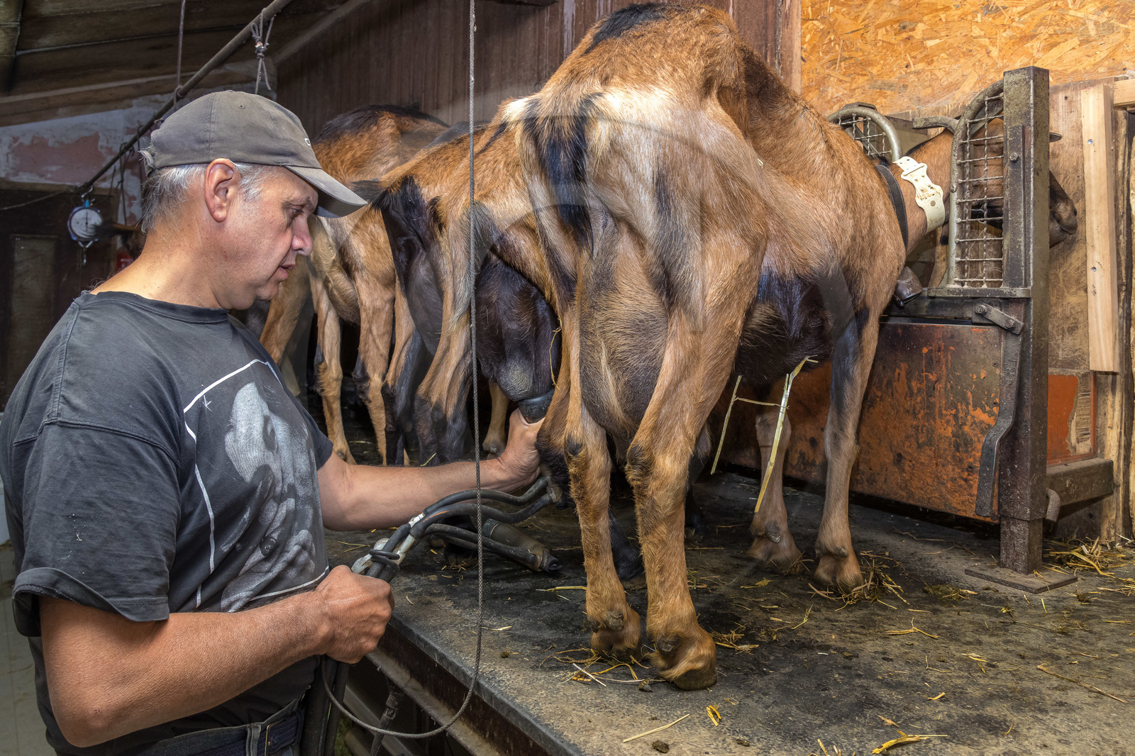 Gaec La Ferme des Ecrins