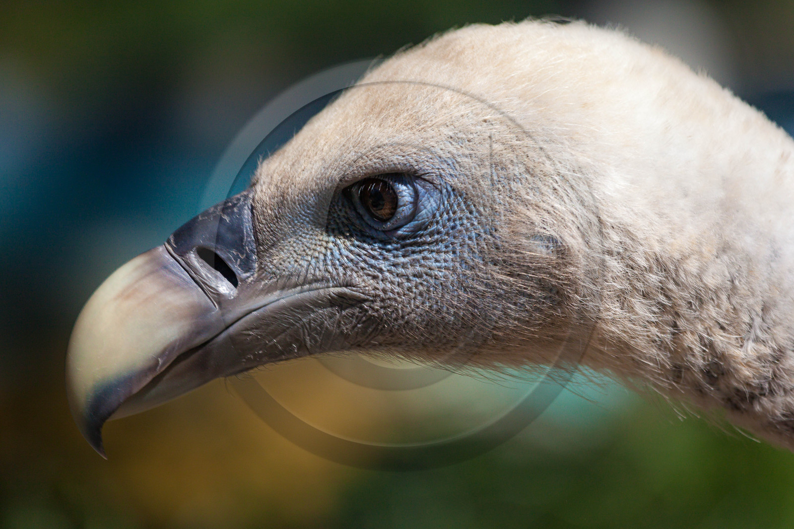 Parc animalier de Serre-Ponçon, vautour fauve, Gyps fulvus
