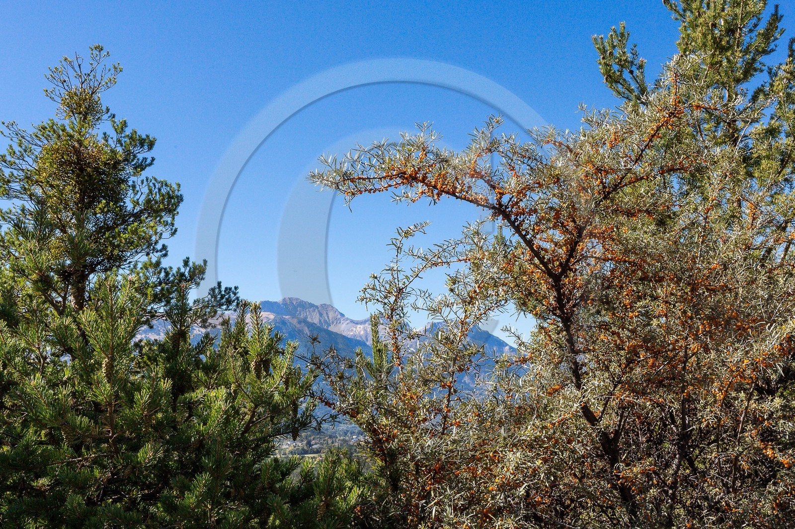 David Viveau agriculteur, producteur de baies d'argousier