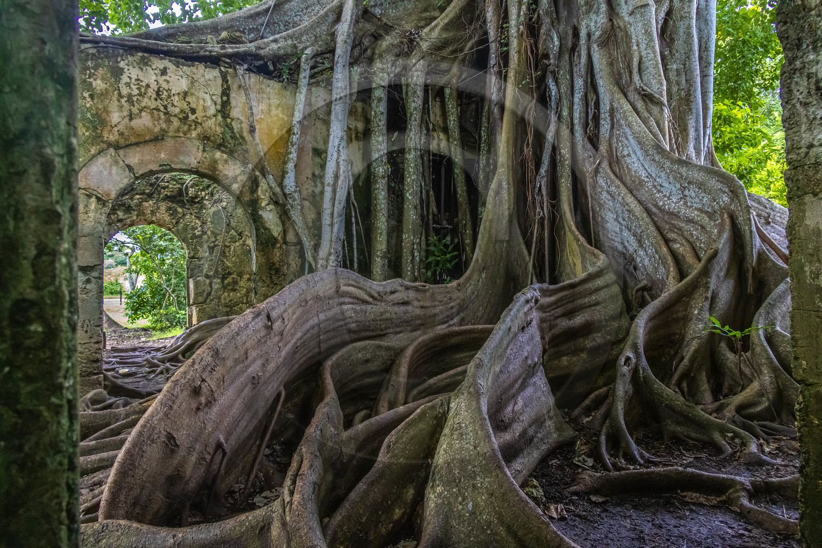 Guadeloupe, ancienne prison et le Figuier Maudit