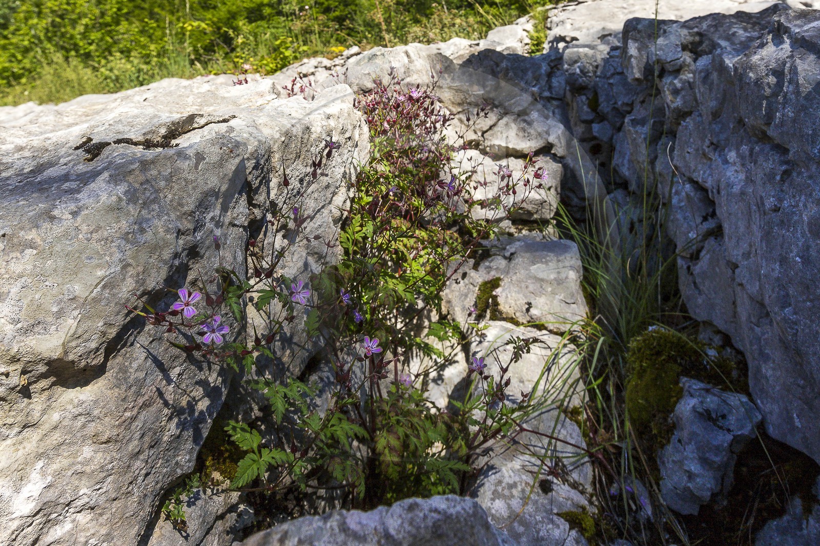 ENS de l'Isère, vallée fossile des Rimets