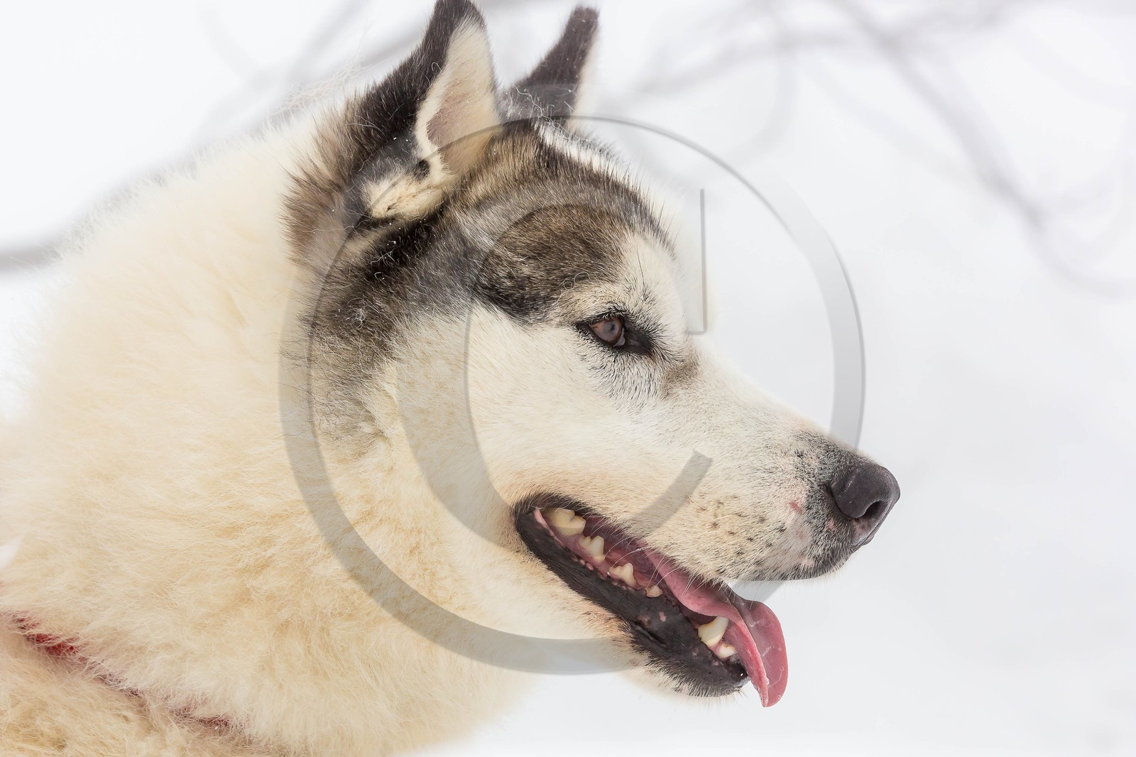 Pays de Serre-Ponçon, Réallon, EdenGaia, chiens de traineau