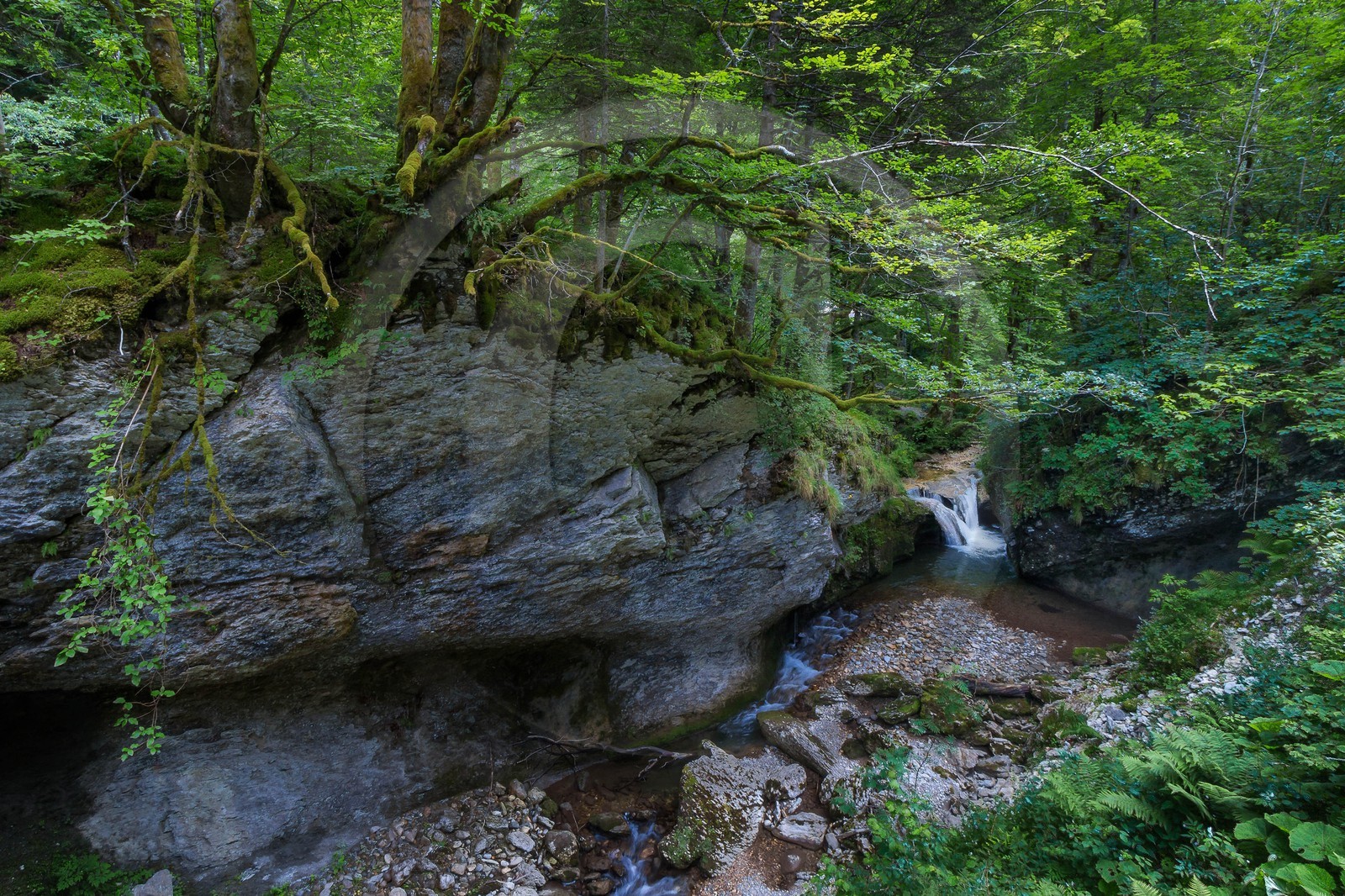 ENS de l'Isère, Les Ecouges, rivière La Drevenne