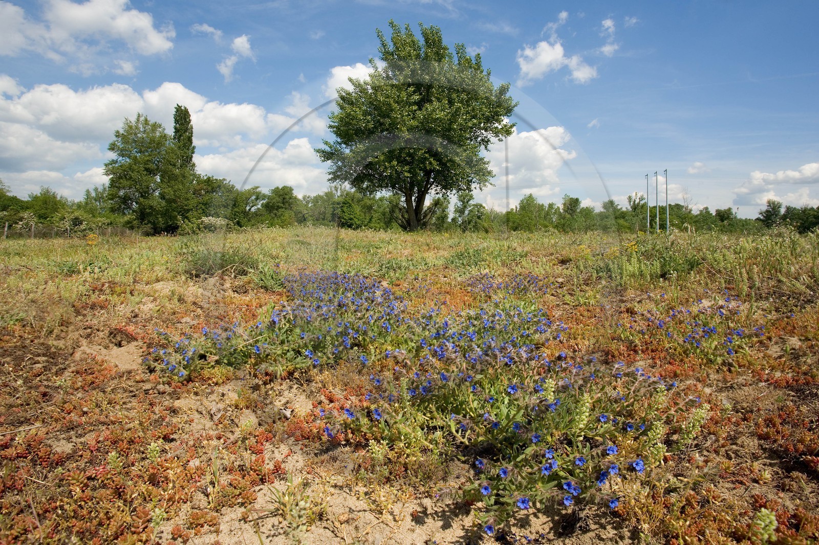 Orcanette des teinturiers, Alkanna tinctoria