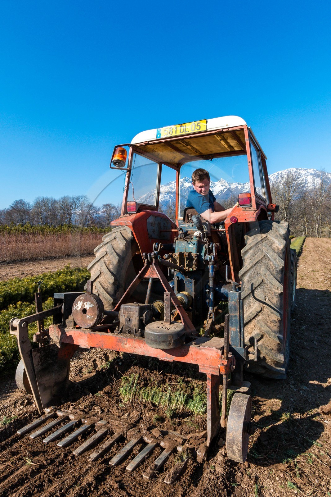 Pépinière Robin, producteur de sapin de Noël