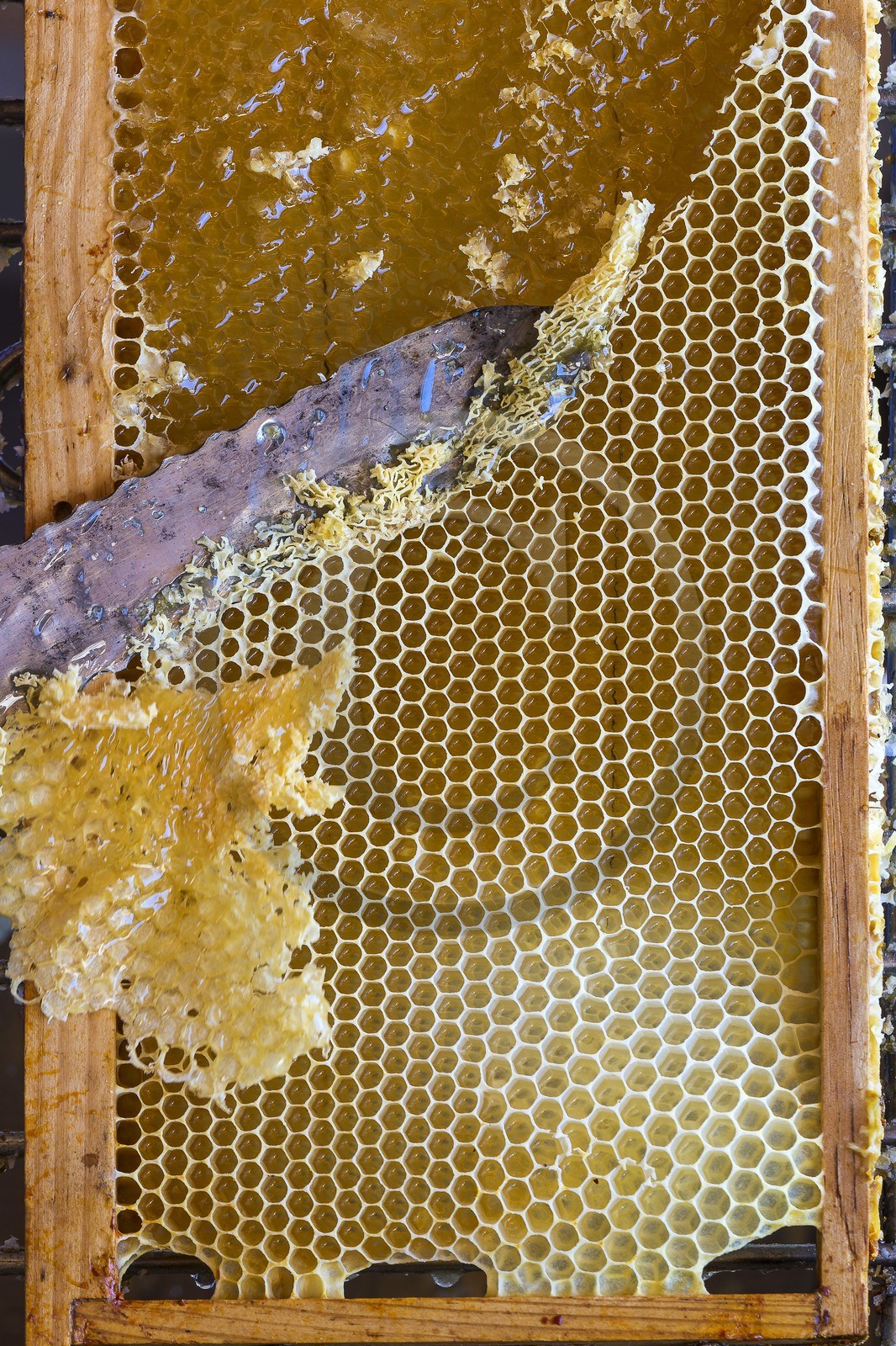 Patrick Challet apiculteur