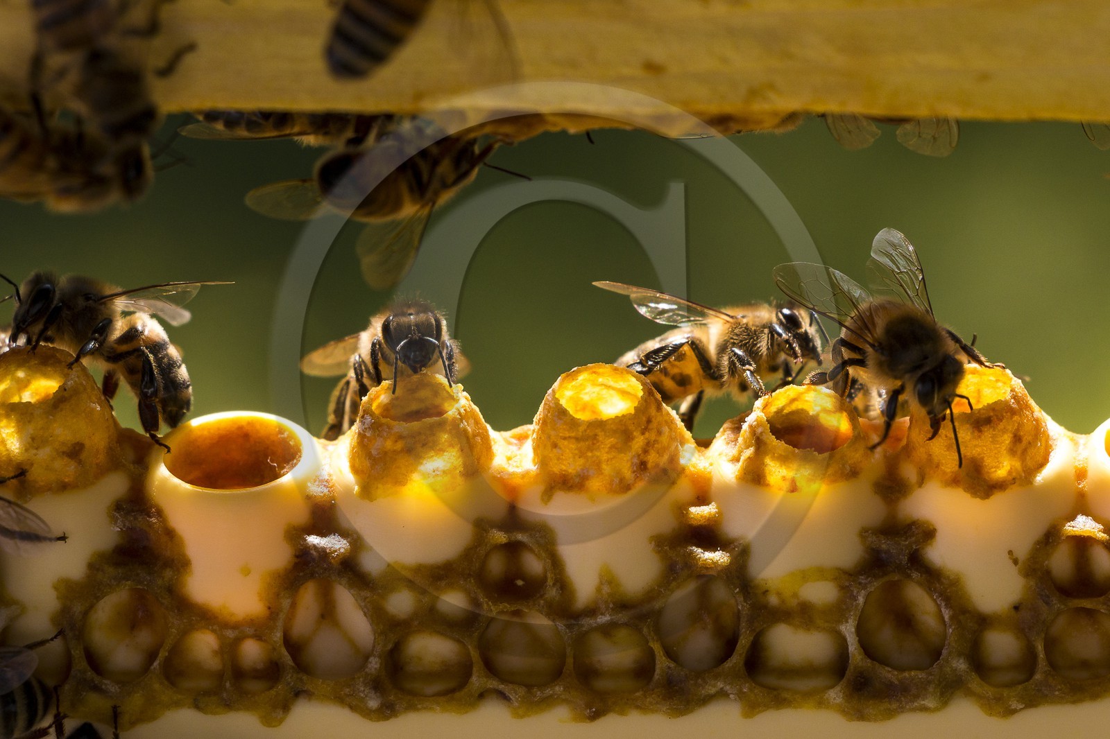 Mathieu Picavet, apiculteur