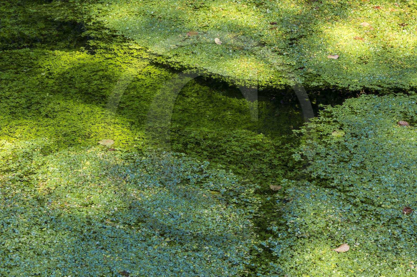 ENS de l'Isère, Prairies inondables de Pont-Évêque