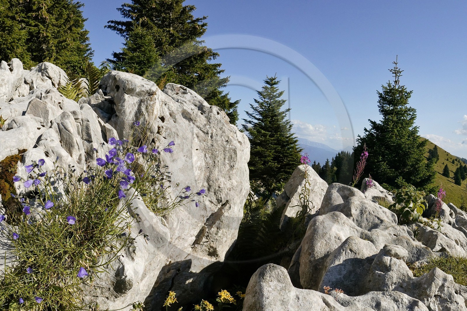 Espace naturel sensible de l'Isère, Col du Coq, Campanules dans Lapiaz