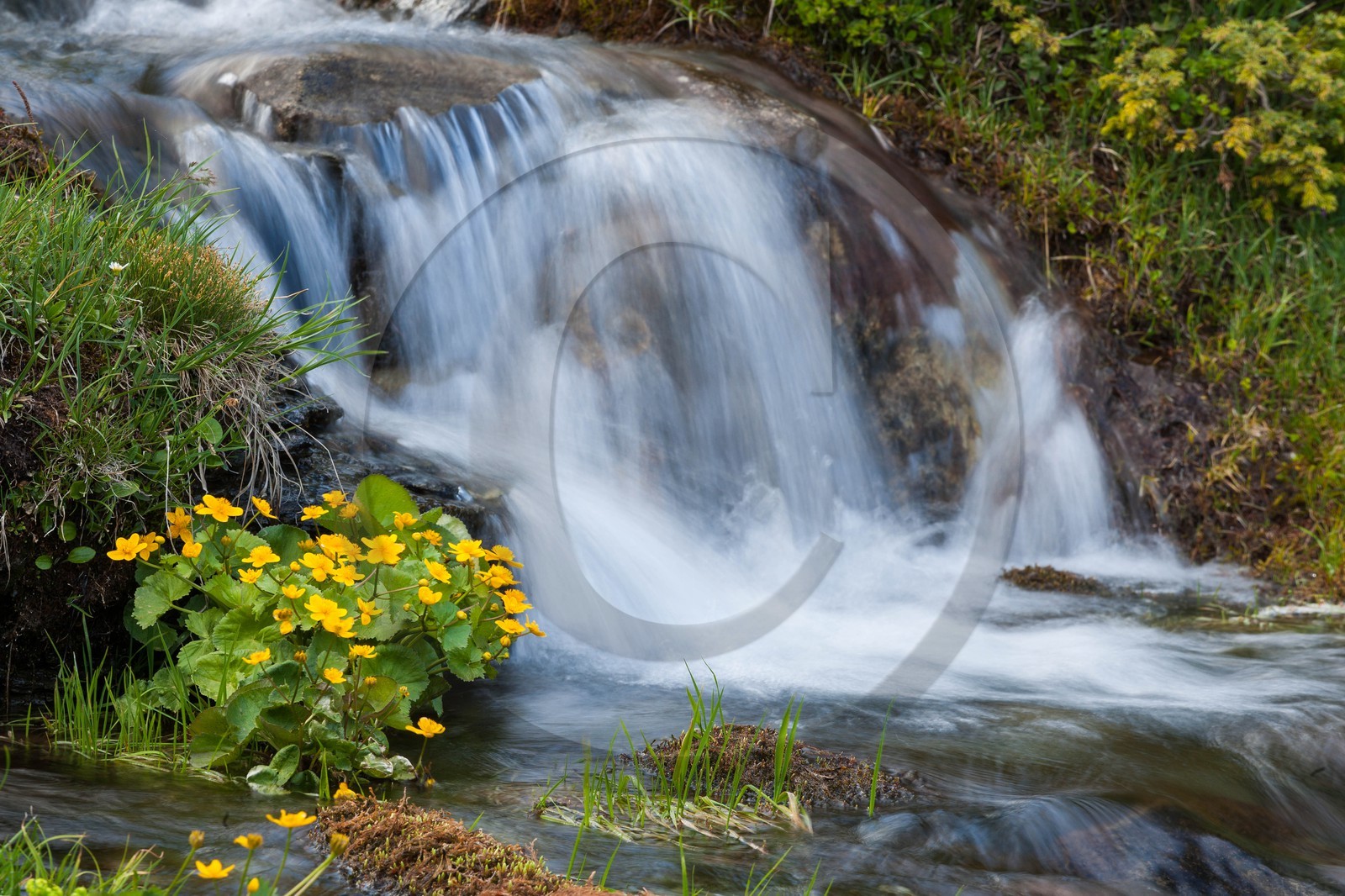Populage des marais, Caltha palustris
