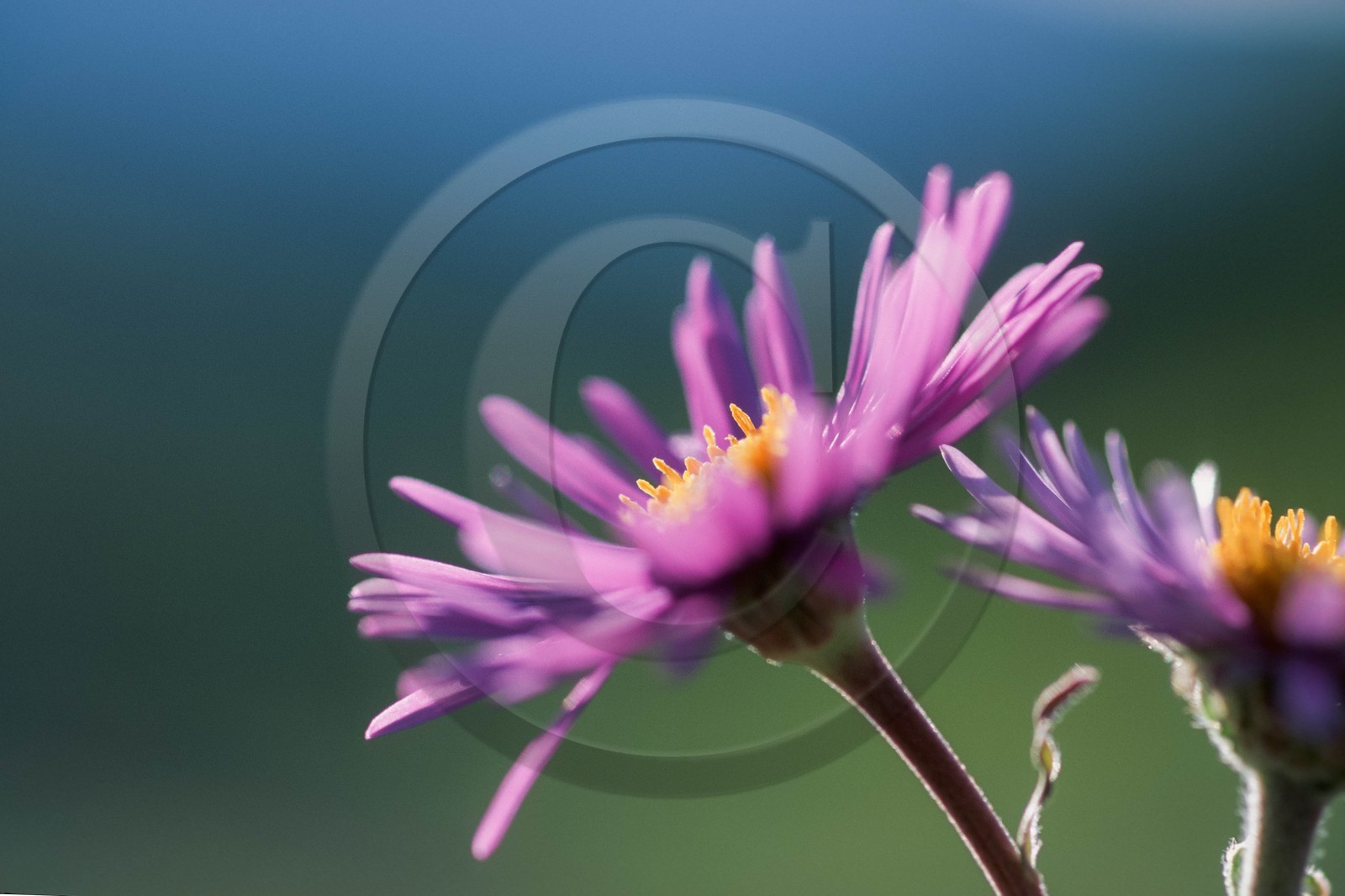 Aster des Alpes, Aster alpinus