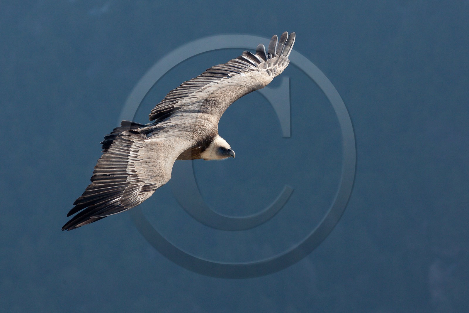 Vautour fauve, Gyps fulvus