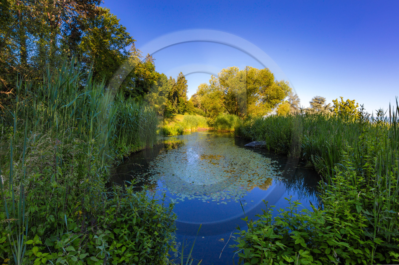Les jardins de l'eau du Pré Curieux