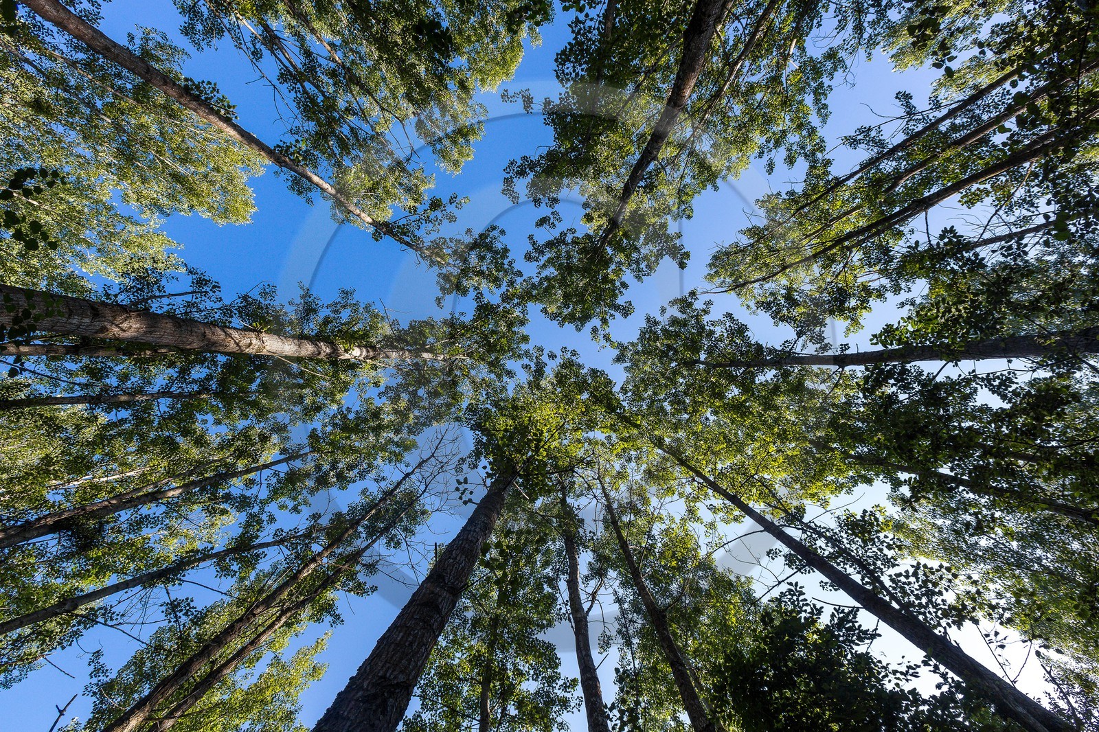 ENS de l'Isère, étang de Mai