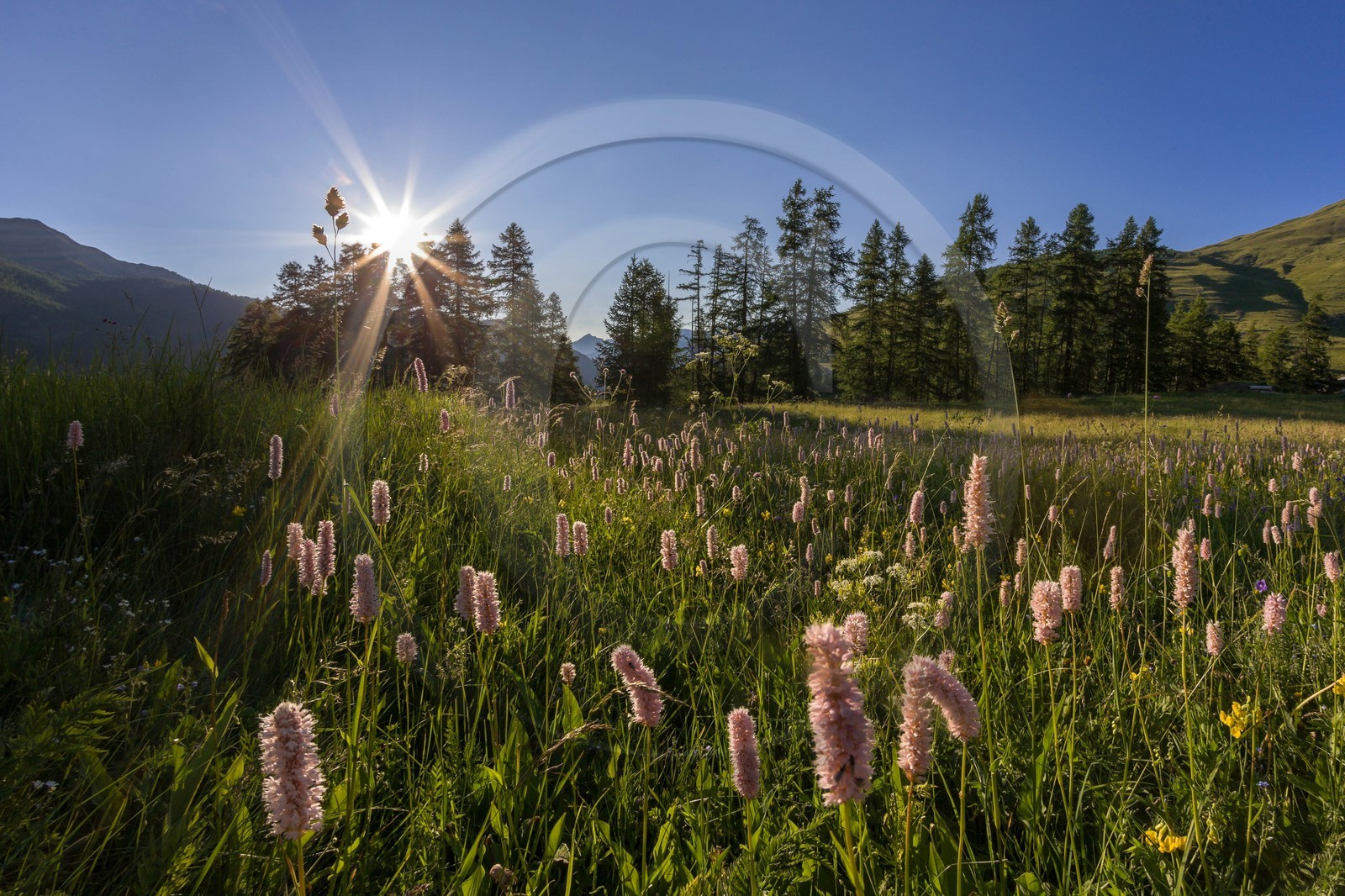 Renouée bistorte, Bistorta officinalis