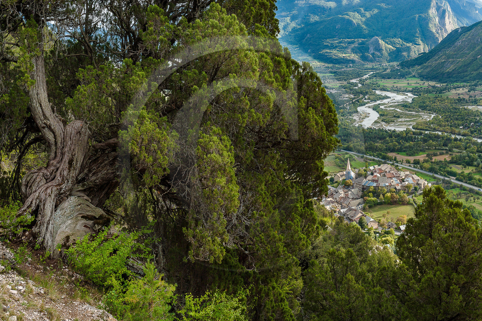 Thurifaie de Saint-Crépin