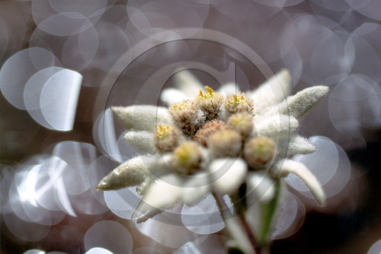 Edelweiss, Leontopodium alpinum