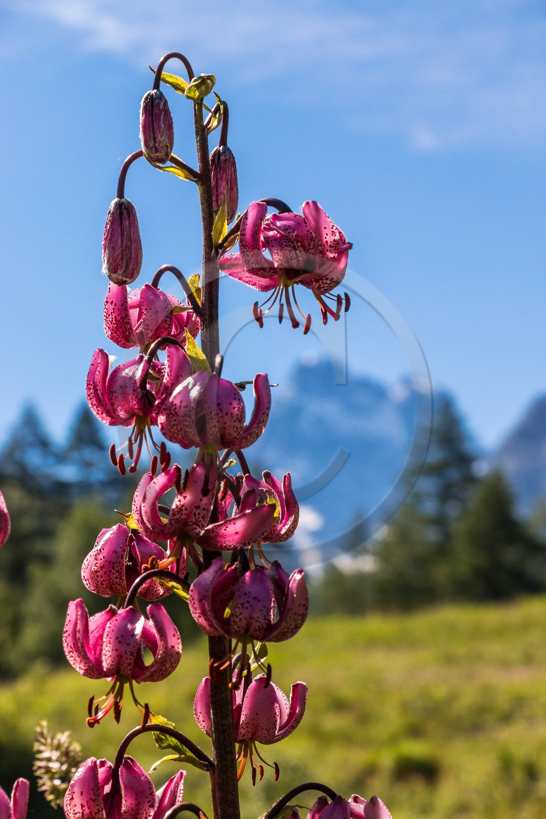 Réserve naturelle de Ristolas-Mont Viso, lis martagon (Lilium martagon) au petit belvédère du Viso
