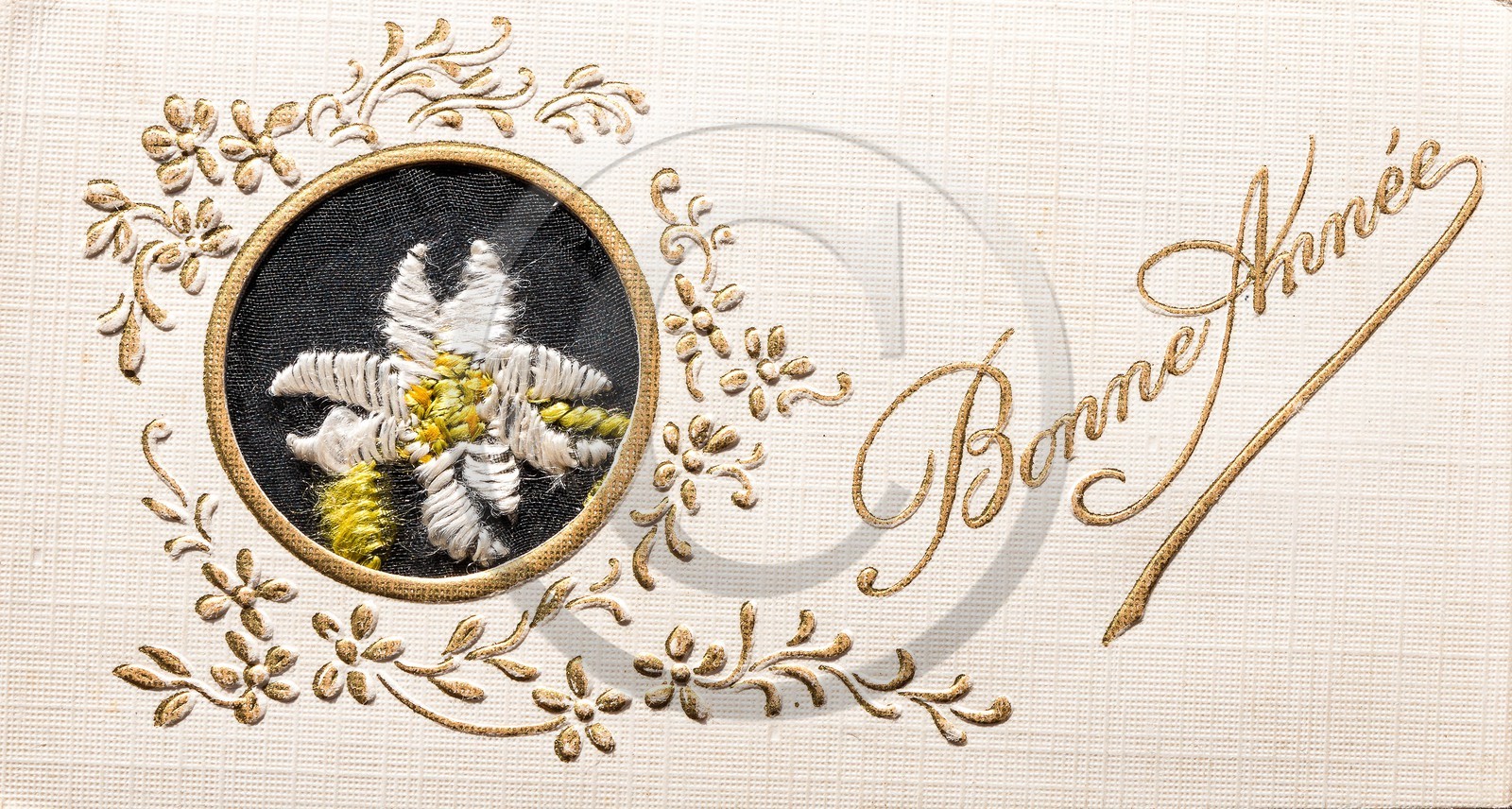 Edelweiss, Leontopodium alpinum