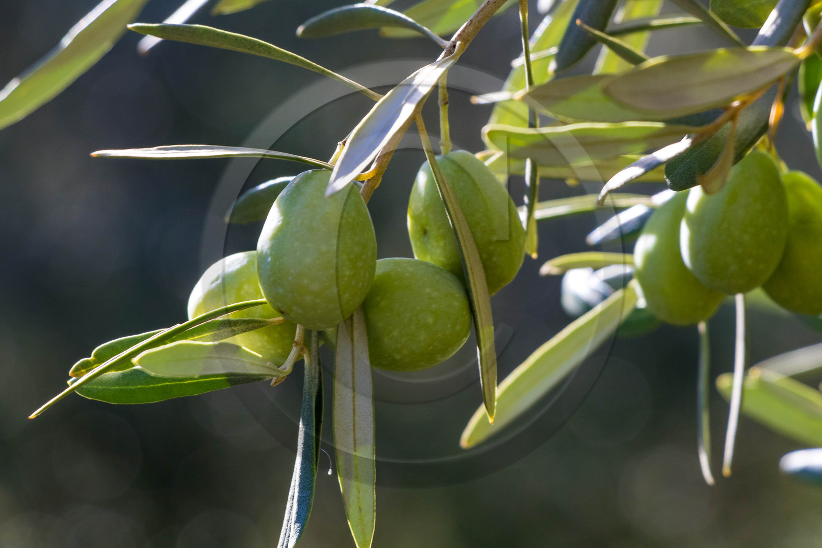 Le verger des Baux, Olivier Roman