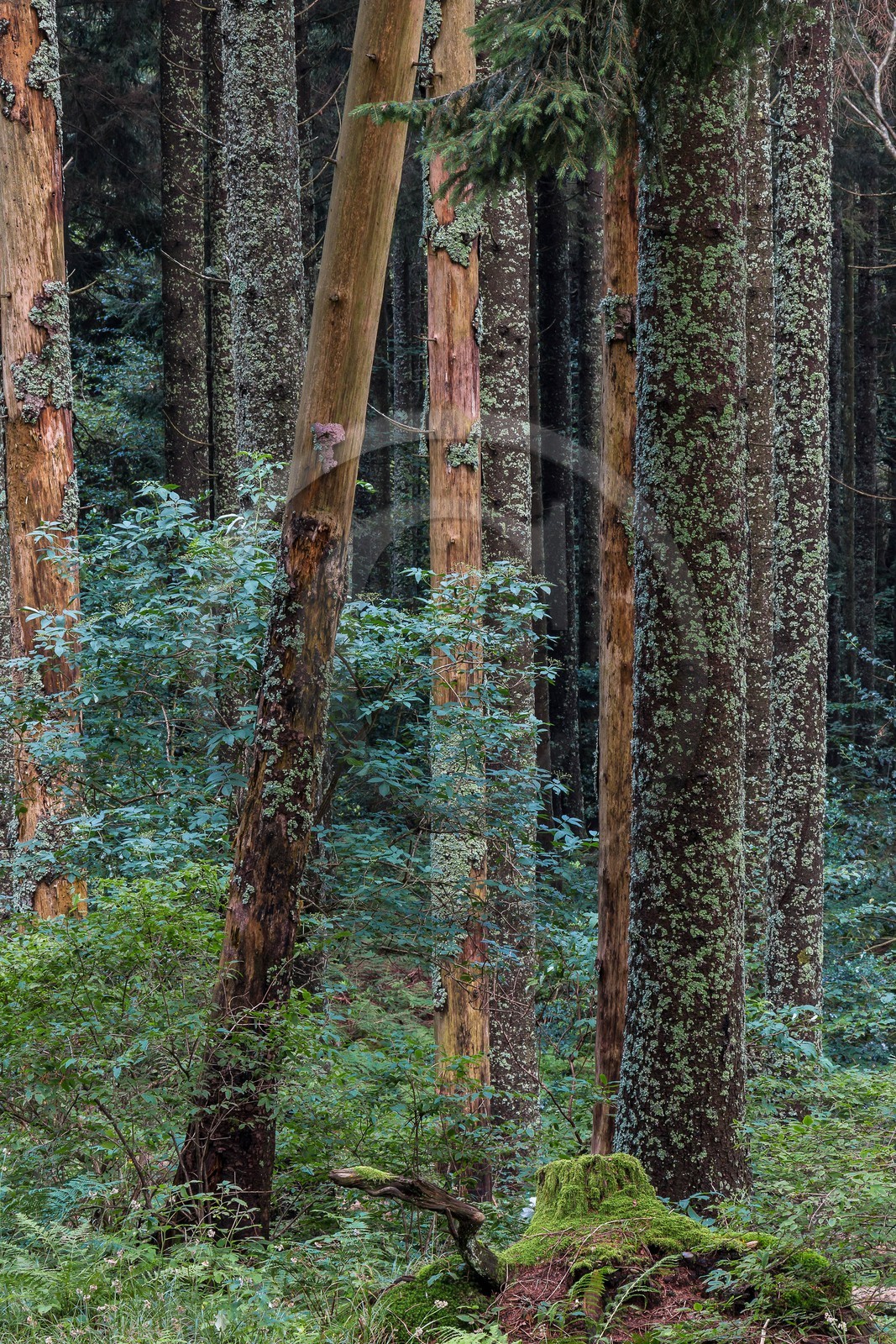 ENS de l'Isère, Les Ecouges