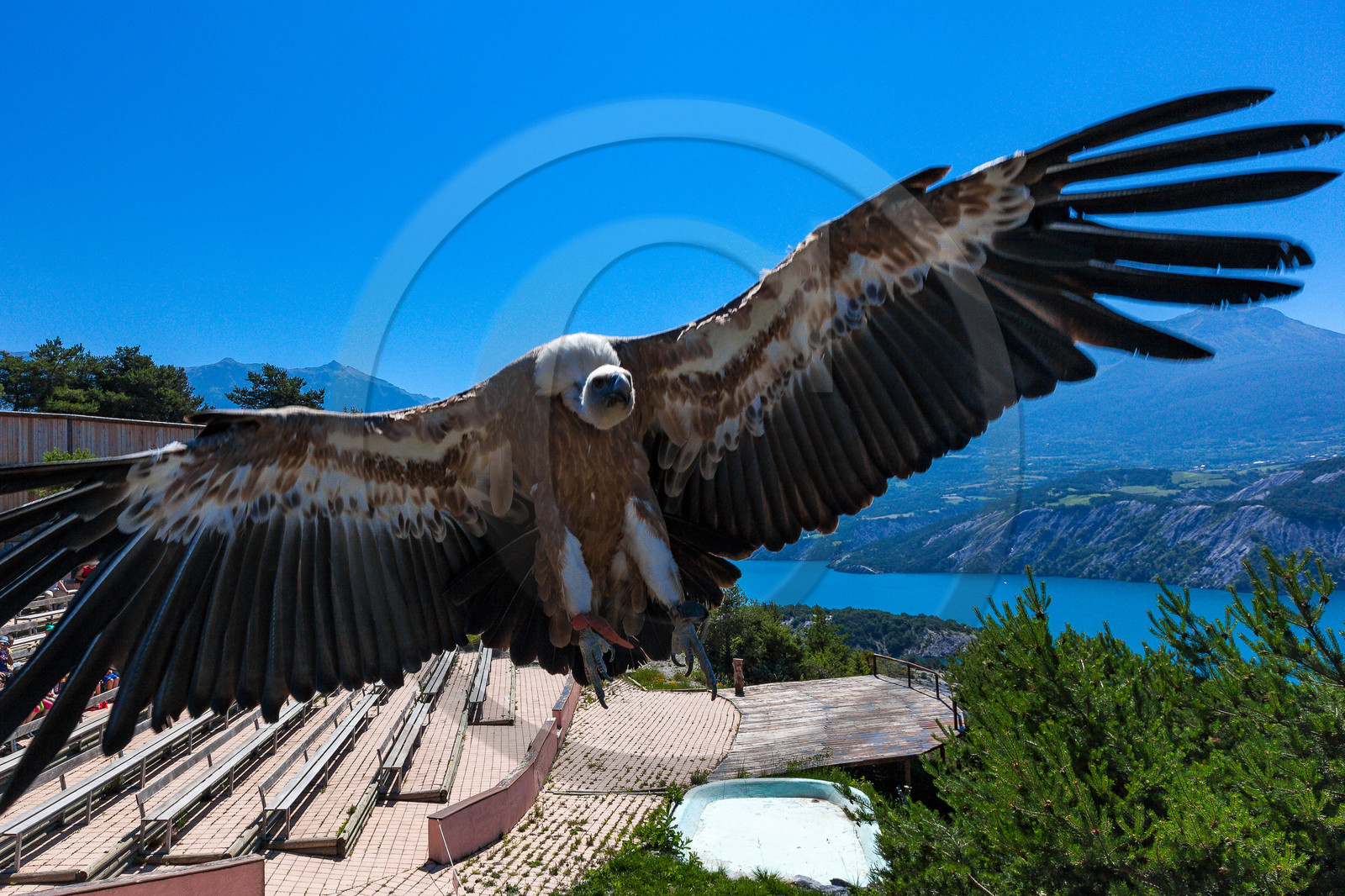 Parc animalier de Serre-Ponçon, vautour fauve, Gyps fulvus