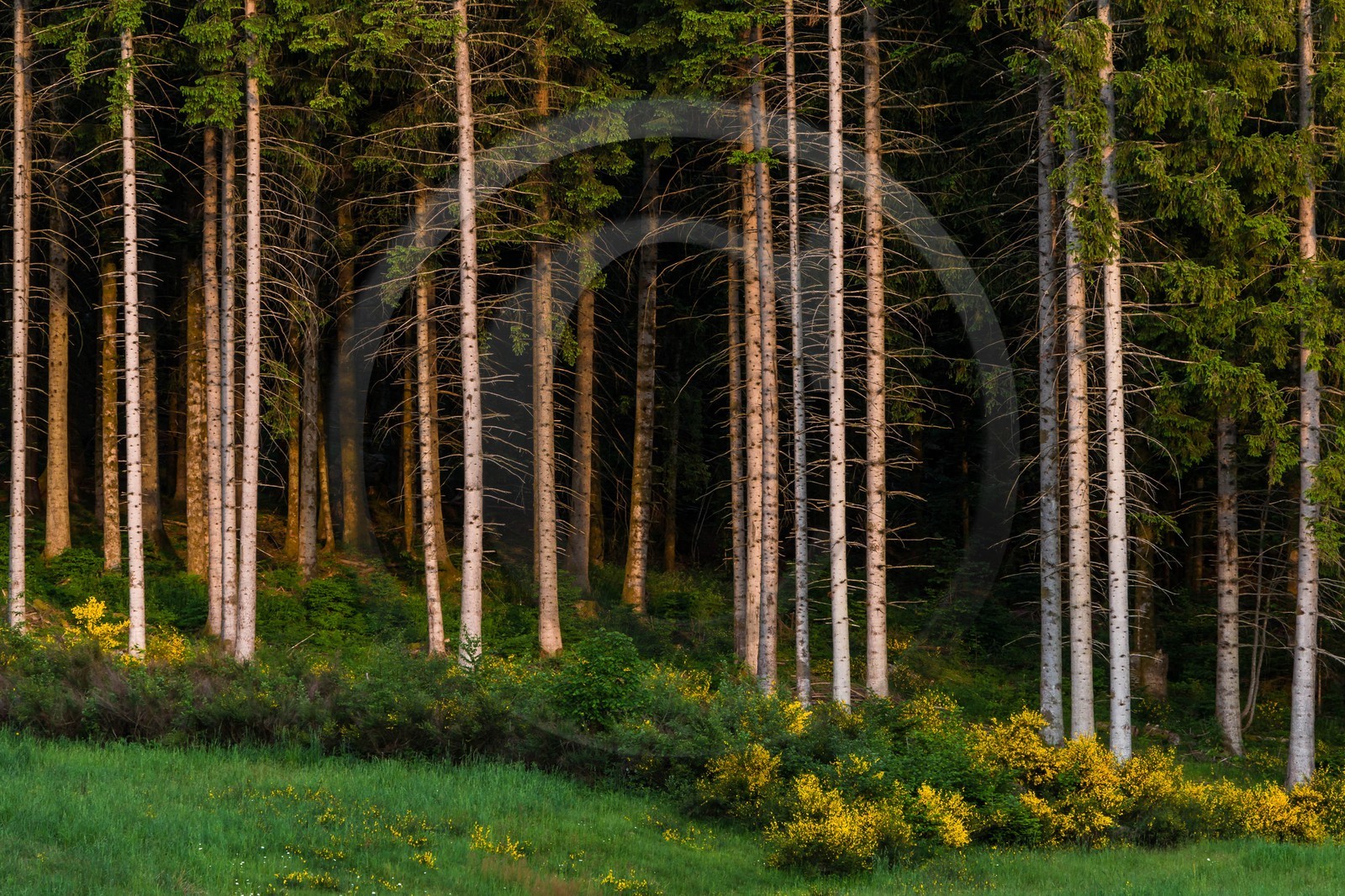 ENS de l'Isère, Marais des Seiglières