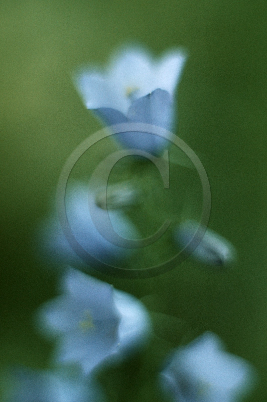 Campanule alpine, Campanula alpina